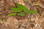 Virginia snakeroot